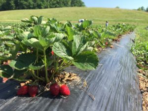 MFF strawberry fields